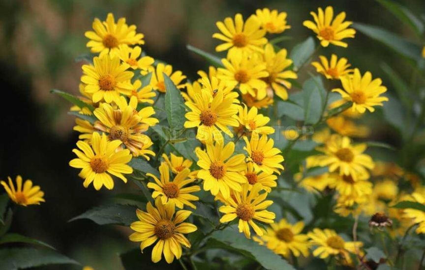 What to plant in a flower bed in spring so that it blooms all summer