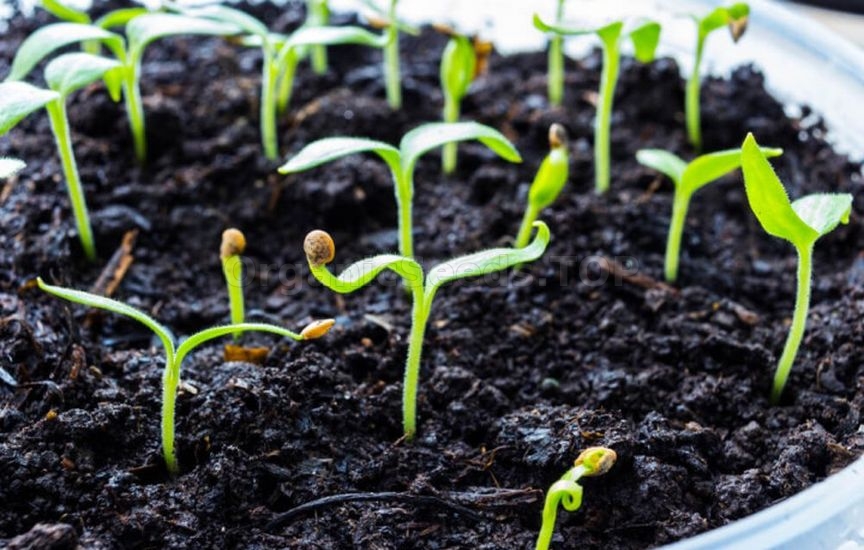 When to start feeding seedlings