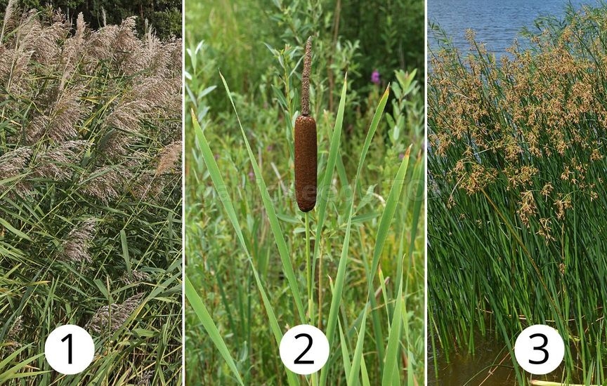 Differences between bulrush, cattail and common reed