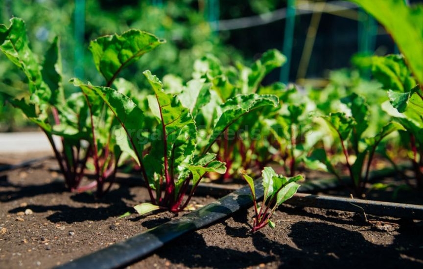 What else can be sown and planted in June to harvest in autumn