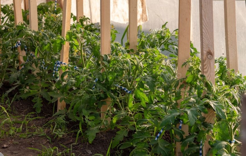 When and how to stake tomatoes