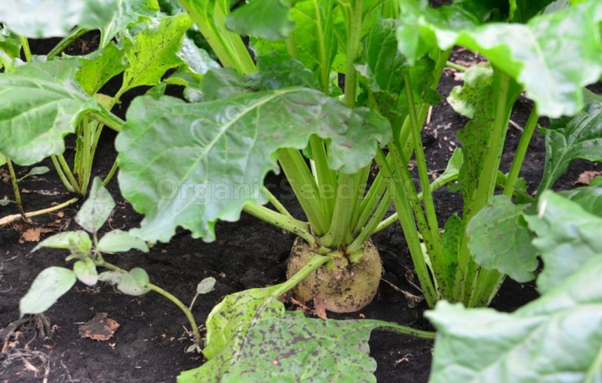 What else can be sown and planted in June to harvest in autumn