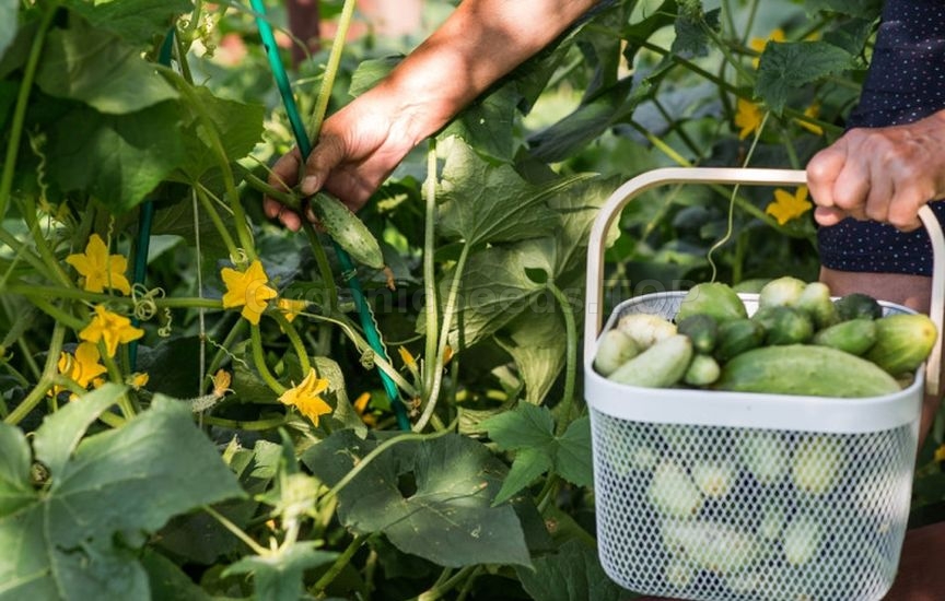 Planning next year: what to plant after cucumbers, tomatoes and cabbag Planning next year: what to plant after cucumbers, tomatoes and cabbag