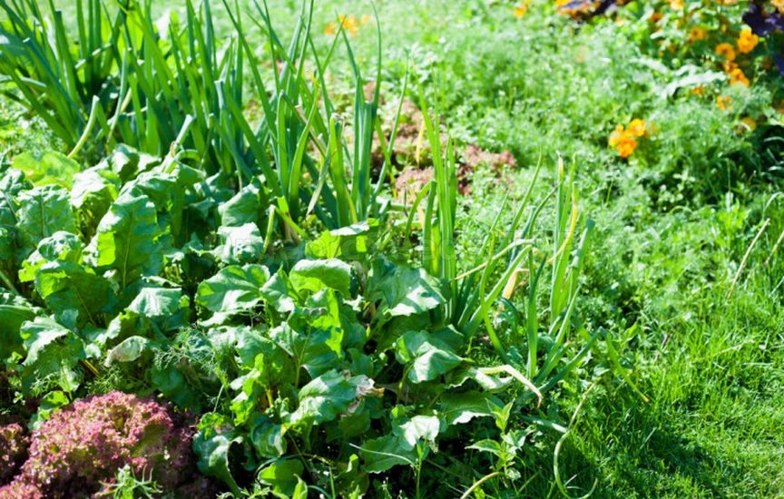 Planning next year: what to plant after cucumbers, tomatoes and cabbag Planning next year: what to plant after cucumbers, tomatoes and cabbag