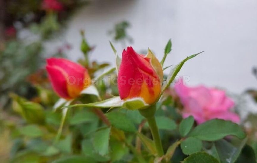 What to feed roses in June for lush blooming