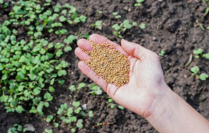 Green manures in autumn: which ones to choose and when to incorporate Green manures in autumn: which ones to choose and when to incorporate