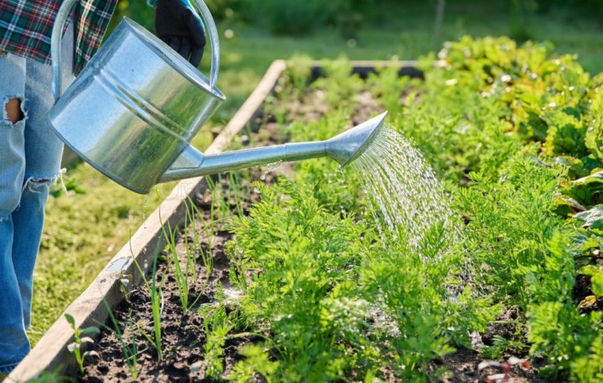 5 secrets of sweet and large carrots 5 secrets of sweet and large carrots