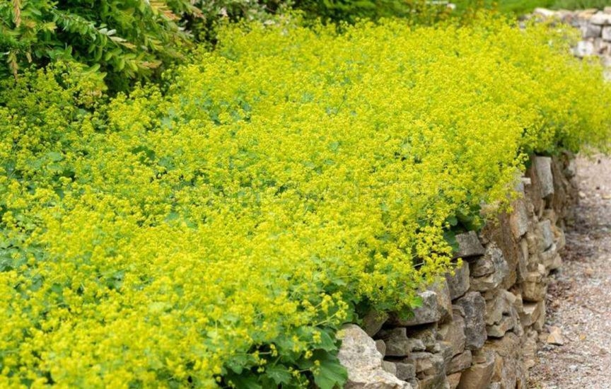 What to plant in a flower bed in spring so that it blooms all summer
