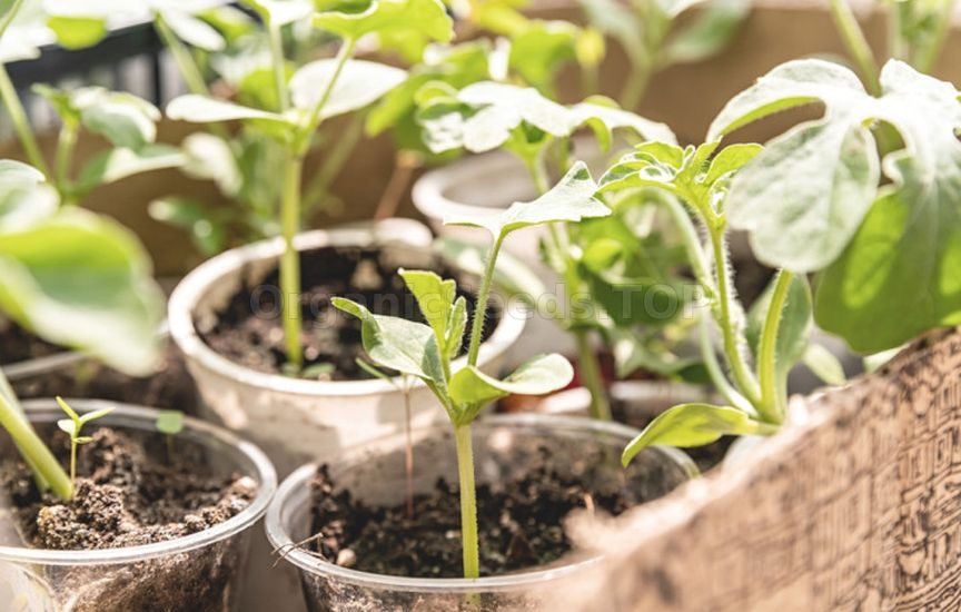 Why do some seeds sprout in 3 days while others «sit» for weeks