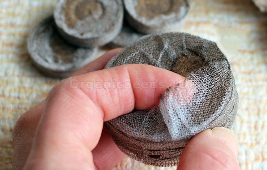 Seedlings in peat tablets: step-by-step instructions Seedlings in peat tablets: step-by-step instructions