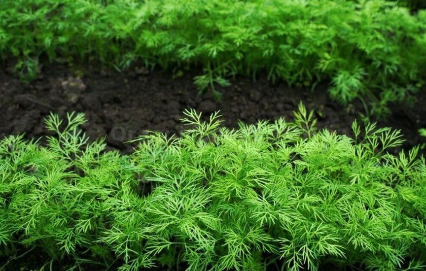 How to make a greenhouse useful in winter