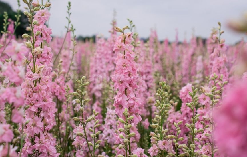 What flowers to sow directly into the ground in April–May