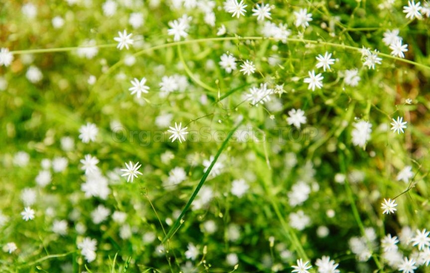How to get rid of chickweed without herbicides