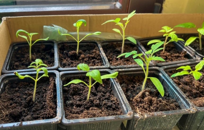 When to start feeding seedlings