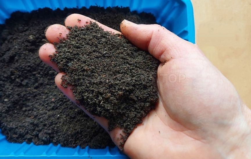 What to add to the soil for seedlings so that they grow strong and hea
