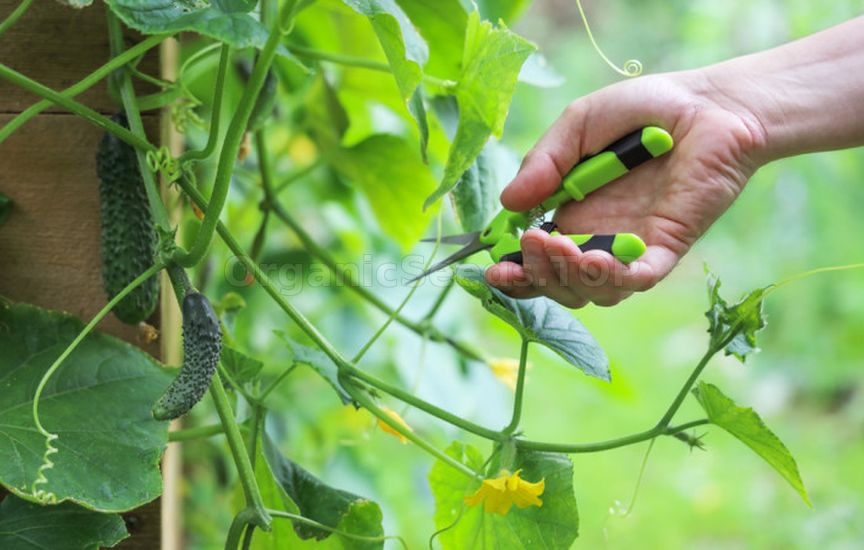 Cucumbers in the greenhouse