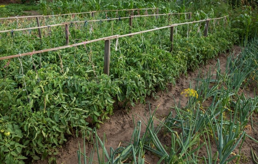 What to plant next to tomatoes for pest protection What to plant next to tomatoes for pest protection