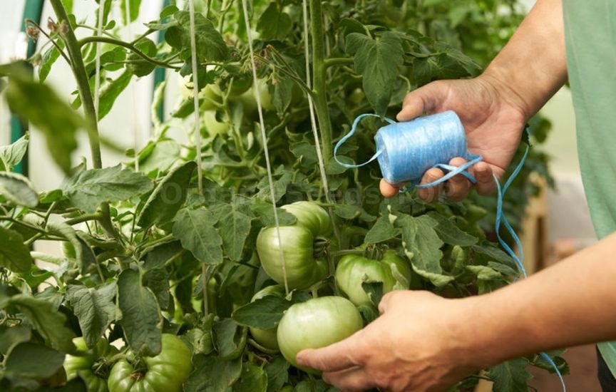 When and how to stake tomatoes