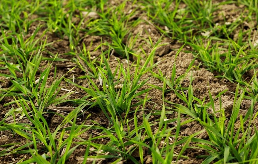 What to sow in vacant garden beds in late September What to sow in vacant garden beds in late September