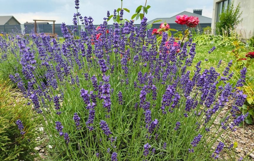 What flowers can be sown for seedlings already in January