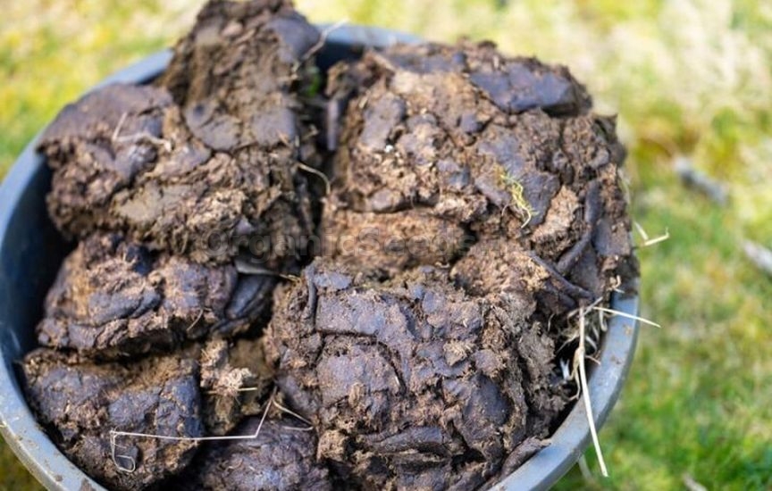 What should not be used to feed young seedlings What should not be used to feed young seedlings