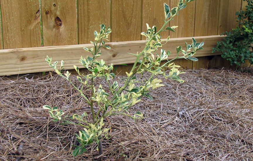 Poncirus trifolius: growing and care Poncirus trifolius: growing and care