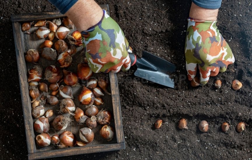 What to do in the flower garden in September