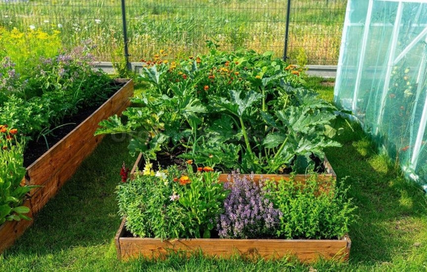 Without «chemicals»: 5 plants that repel pests