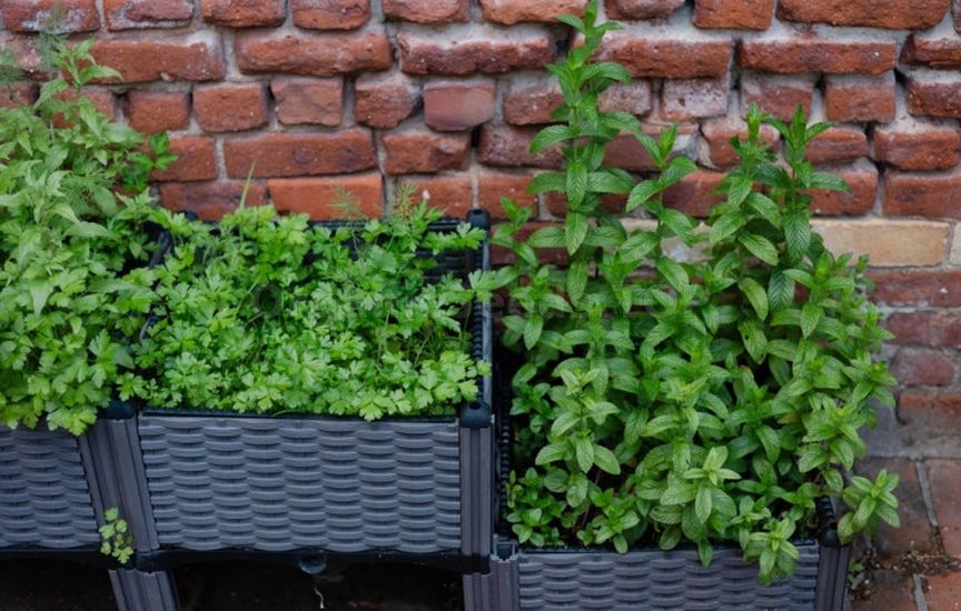 Planning the plot for the coming year