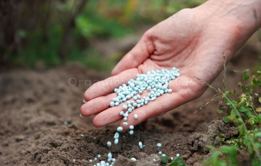 How to care for spirea in summer How to care for spirea in summer