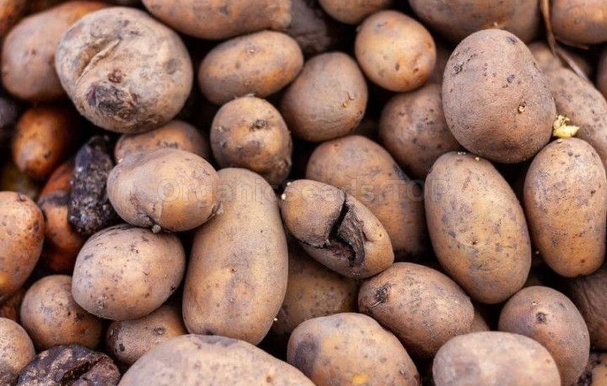 5 mistakes in winter vegetable storage