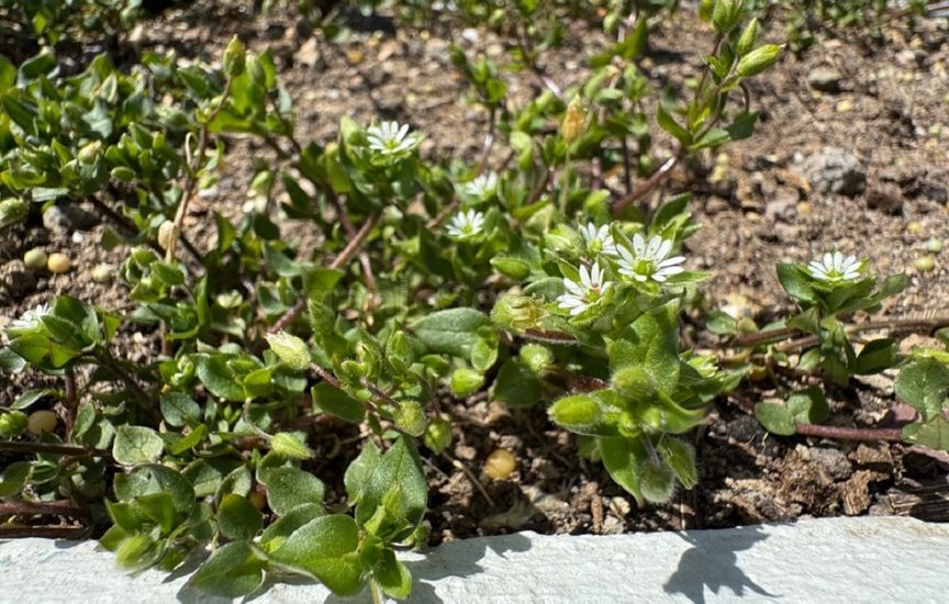 How to get rid of chickweed without herbicides