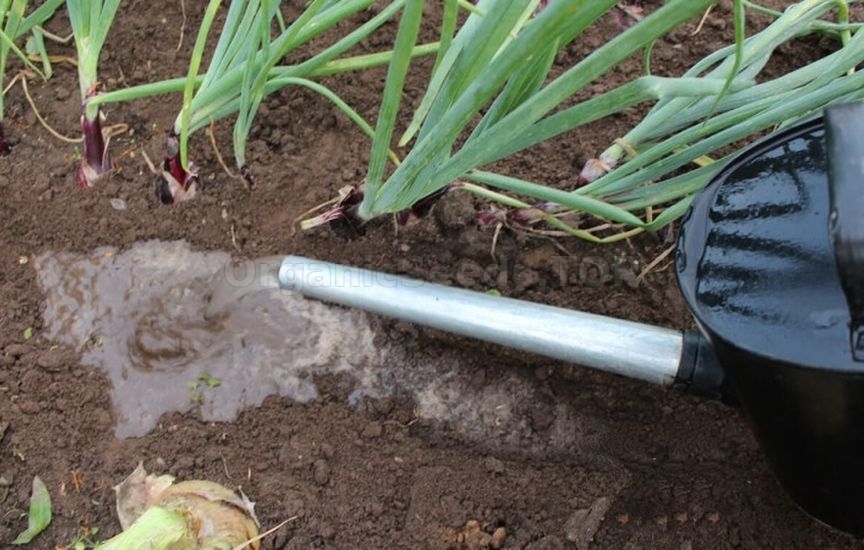 When to stop watering onions and garlic before harvesting