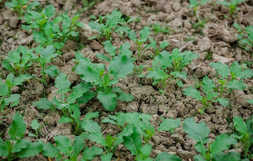 Green manures in autumn: which ones to choose and when to incorporate Green manures in autumn: which ones to choose and when to incorporate