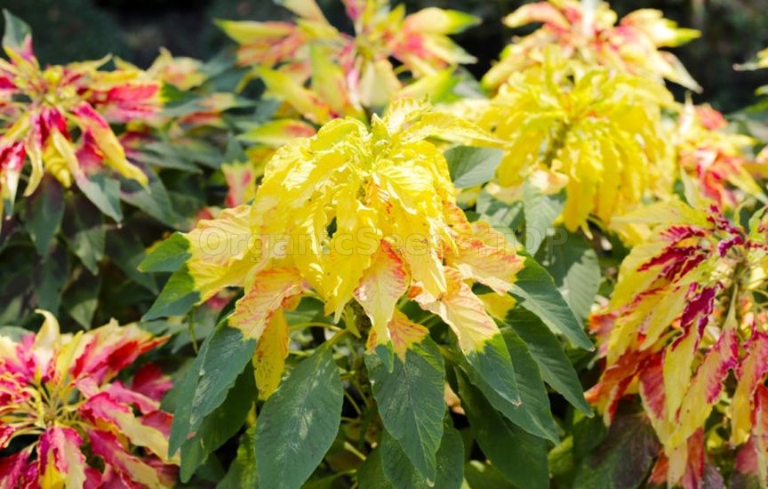 What flowers to sow directly into the ground in April–May