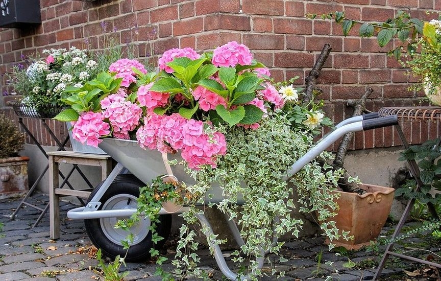 Hydrangea feeding in summer: what affects the size and color of the flower clusters