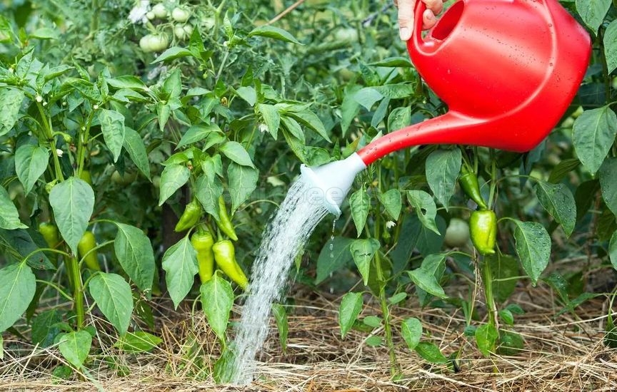 Pepper fertilization during the period of mass flowering