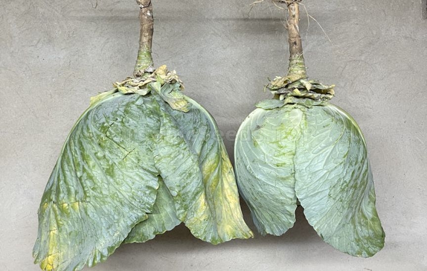 Cabbage until spring: how to harvest, prepare and store heads properly