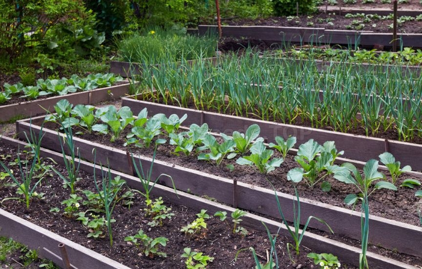Planning next year: what to plant after cucumbers, tomatoes and cabbag Planning next year: what to plant after cucumbers, tomatoes and cabbag