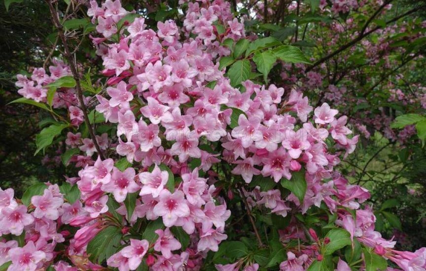 What to plant in a flower bed in spring so that it blooms all summer