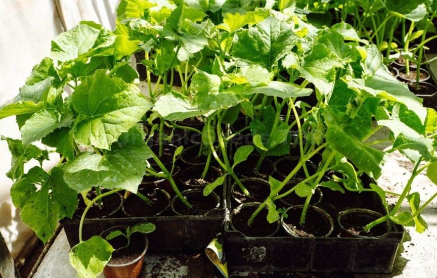When it is really time, and not according to the «calendar», to plant When it is really time, and not according to the «calendar», to plant