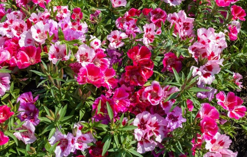 What flowers to sow directly into the ground in April–May