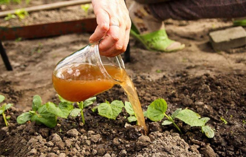 What should not be used to feed young seedlings