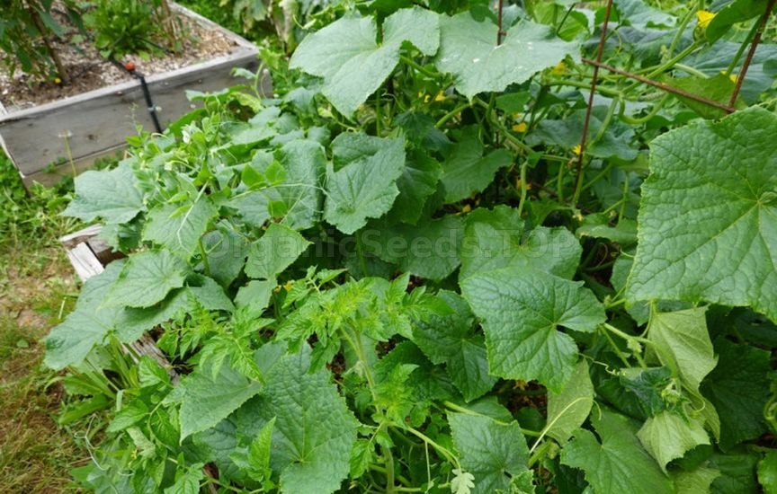 Cucumbers stopped setting fruit: looking for the cause Cucumbers stopped setting fruit: looking for the cause
