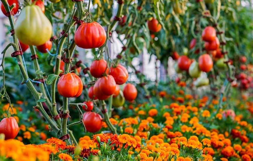 What to plant next to tomatoes for pest protection What to plant next to tomatoes for pest protection
