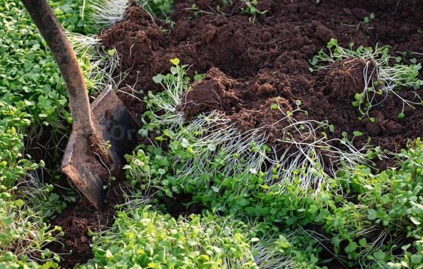Green manures in autumn: which ones to choose and when to incorporate Green manures in autumn: which ones to choose and when to incorporate