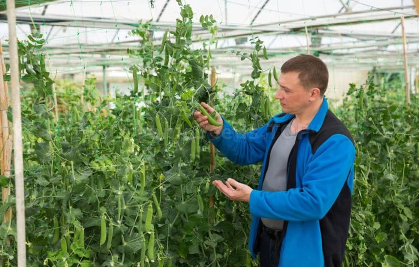 What to feed beans and peas for long-lasting fruiting