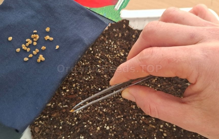 How to grow healthy tomato seedlings