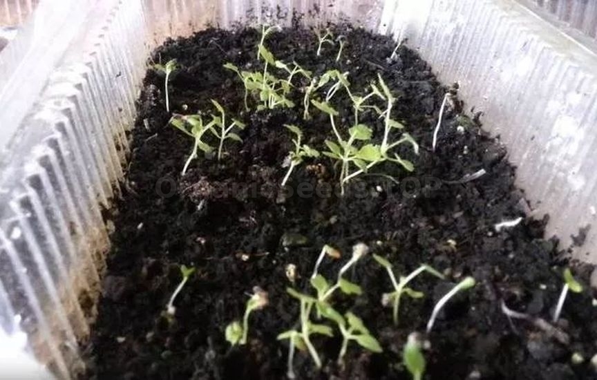 Growing raspberries from seeds at home