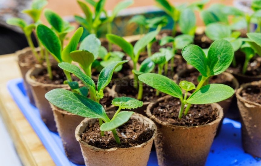 How to properly prepare containers for seedlings